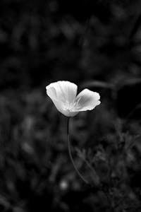 Free stock photo of aesthetic, aesthetic beauty, aesthetic flowers